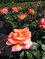 Preview: Edelrose Fairest Cape2